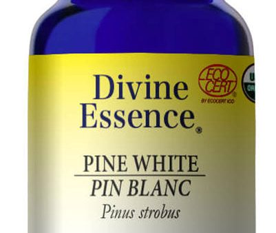 DIVINE ESSENCE Pine - White (Organic - 15 ml) Sale