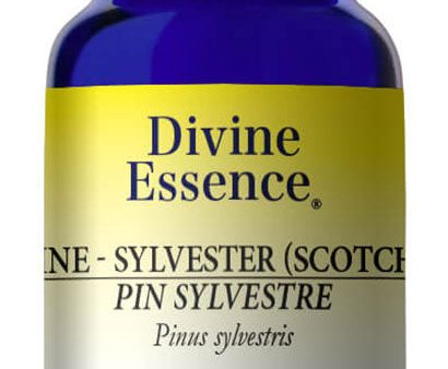 DIVINE ESSENCE Pine Sylvestre (Scotch - Wild - 15 ml) For Discount